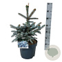 Picea pungens 'Erich Frahm' 40-50 cm P26
