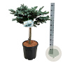 Picea pungens 'Glauca Globosa' 40 cm stam 15L kroon 50-60