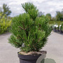 Pinus heldreichii 'Compact Gem' 30-40 cm 7,5L