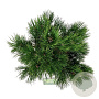 Pinus heldreichii 'Compact Gem' 40-50 cm 15L