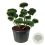 Pinus mugo 'Gnom' 100-125 cm cont. 230L bonsai