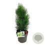 Pinus nigra 'Green Tower' 30-40 cm 4,5L