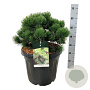 Pinus nigra 'Nana' 40-50 cm 30L extra