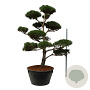 Pinus sylvestris 250-300 cm cont. 500L bonsai