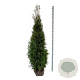 Thuja occidentalis 'King of Brabant' 180-200 cm met kluit extra