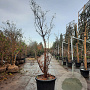 Acer griseum 200-250 cm cont. 110L