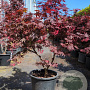 Acer pal. 'Bloodgood' 80-100 cm container