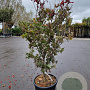 Acer pal. 'Bloodgood' 125-150 cm 30L
