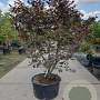 Acer pal. 'Bloodgood' 160-180 cm cont. 90L solitair