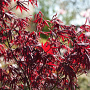Acer pal. 'Bloodgood' 200-250 cm draadkluit meerstammig extra