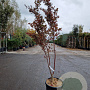 Acer pal. 'Bloodgood' 175-200 cm 30L