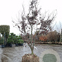 Acer pal. 'Bloodgood' 200-250 cm draadkluit meerstammig 4 X verplant extra