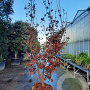 Acer pal. 'Bloodgood' 200-250 cm draadkluit solitair