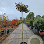 Acer pal. 'Bloodgood' 180 cm stam container 6-8