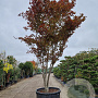 Acer pal. 'Fireglow' 450-500 cm container meerstammig