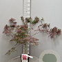 Acer pal. 'Garnet' 40-50 cm 4,0L