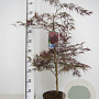 Acer pal. 'Garnet' 60-80 cm 7,5L