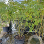 Albizia julibrissin 200-250 cm container meerstammig extra