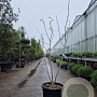 Albizia julibr. Ombrella 125-150 cm 35L