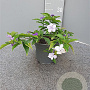 Brunfelsia pauciflora gm 4,0L
