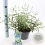Buddleja Free Petite Snow White 20-25 cm 2,0L