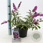 Buddleja Free Petite Tutti Fruitti 20-25 cm 2,0L