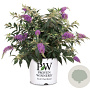 Buddleja Purple Chip 60-80 cm 7,5L