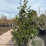 Camellia japonica 150-175 cm cont. 70L