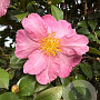 Camellia sas. 'Cleopatra' 175-200 cm cont. 130L paraplu