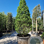Carpinus bet. 'Monument' 250-300 cm container geveerd