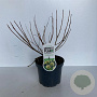 Cephalanthus occidentalis 30-40 cm 3,0L