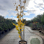 Cercis canadensis 300-350 cm cont. 80L meerstammig