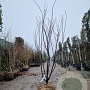 Cercis can. Red Force 200-250 cm draadkluit meerstammig