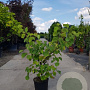 Cercis siliquastrum 100-125 cm container meerstammig