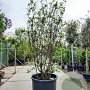 Cercis siliquastrum 300-350 cm container meerstammig