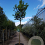 Cercis siliquastrum 220 cm stam container 20-25