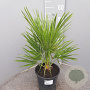 Chamaerops humilis 20-30 cm 3,0L