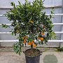 Citrus reticulata 100-110 cm 20L stam