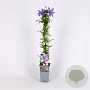 Clematis 'Bagatelle' 70 cm 2,0L