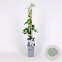 Clematis 'Blekitny Aniol' 70 cm 2,0L