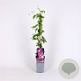 Clematis 'Dr Ruppel' 70 cm 2,0L