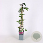 Clematis 'Freda' 70 cm 2,0L