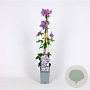 Clematis 'Margaret Hunt' 70 cm 2,0L