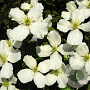Clematis montana 40-60 cm 2,0L met stok