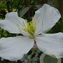 Clematis spooneri 80-100 cm 2,5L