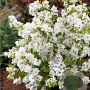 Exochorda racem. 'Niagara' 175-200 cm met kluit