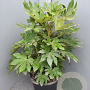 Fatsia japonica 120-140 cm 50L
