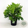 Fatsia japonica 'Spider's Web' A kwaliteit 12L