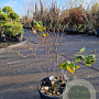Fothergilla major 60-80 cm 12L