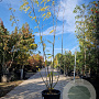 Gleditsia triacanthos inermis 200-250 cm container meerstammig extra